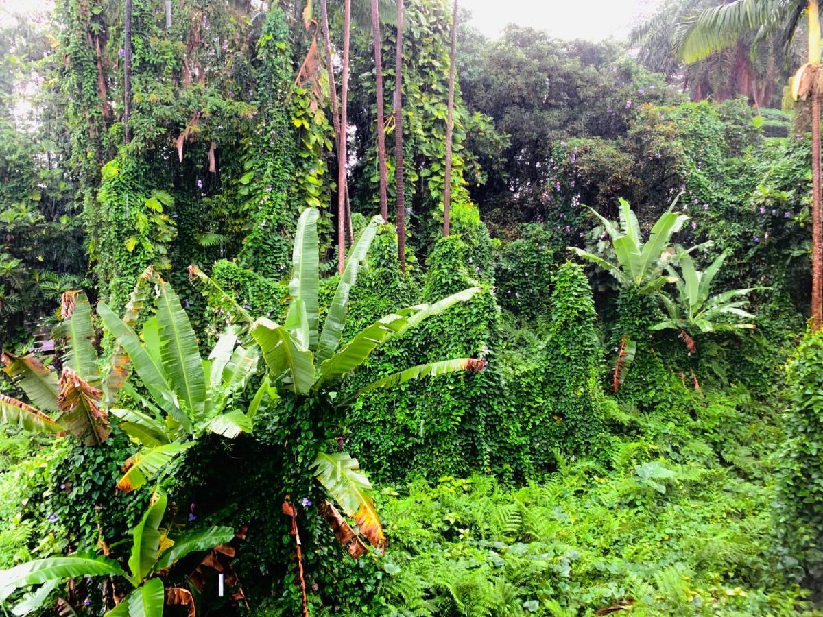 Wild Ginger Hotel Hilo Zewnętrze zdjęcie