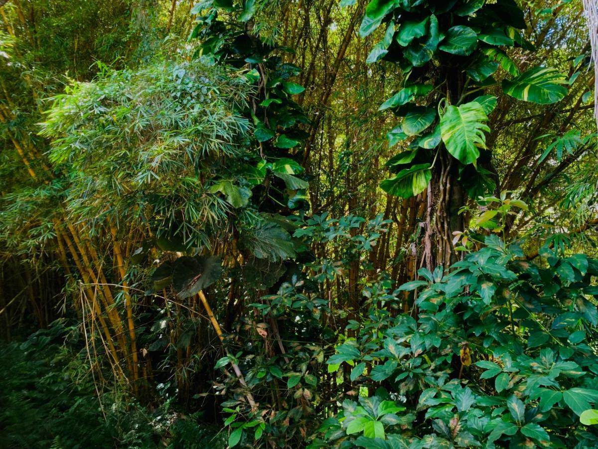 Wild Ginger Hotel Hilo Zewnętrze zdjęcie