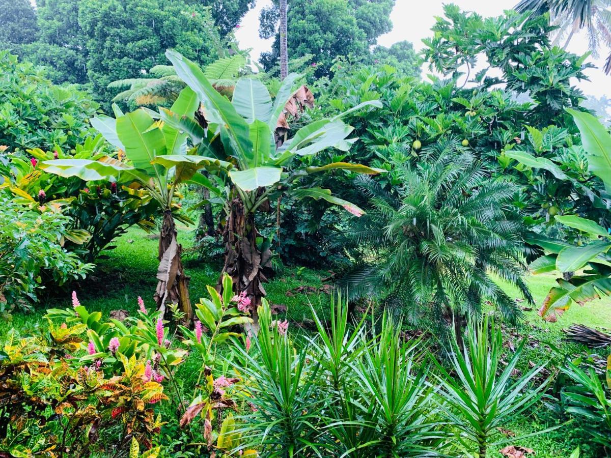 Wild Ginger Hotel Hilo Zewnętrze zdjęcie