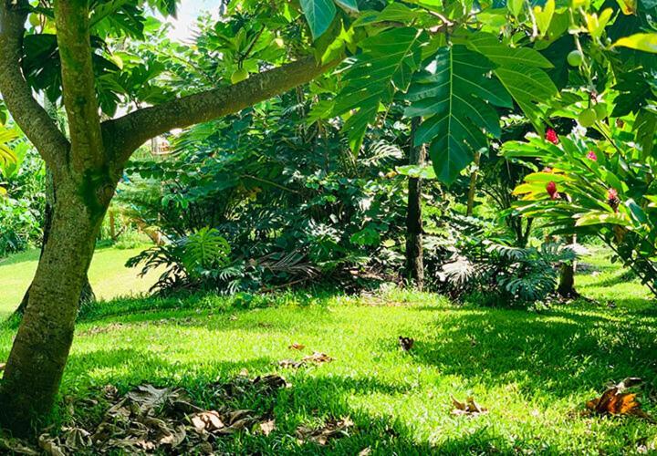 Wild Ginger Hotel Hilo Zewnętrze zdjęcie